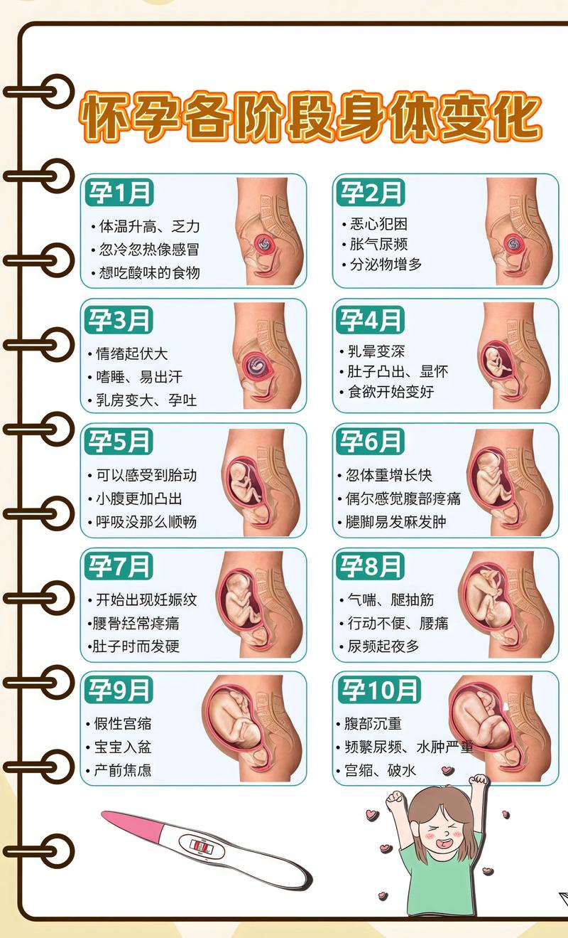 揭秘供卵代孕妈妈怀孕小腹分两节,孕期变化的奥秘湖州代生机构: